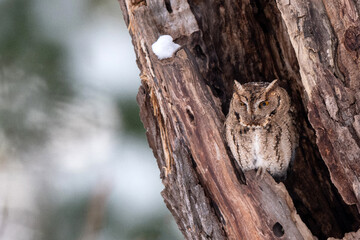 冬のオオコノハズク