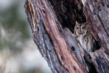冬のオオコノハズク
