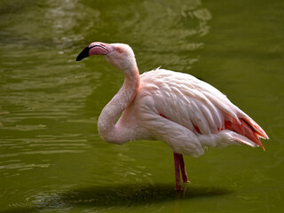Flamingo (Phoenicopterus) standing in the water 