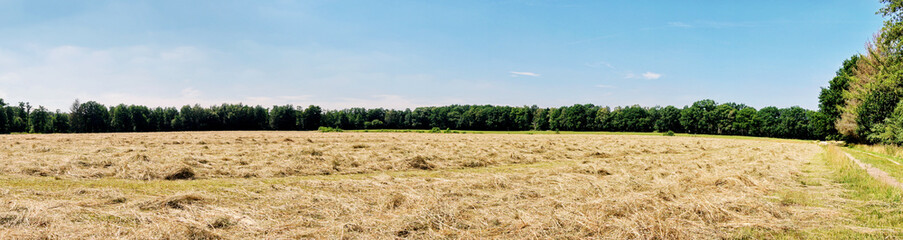 Gem&auml;htes Heu auf einer Wiese im Sommer - Heuernte Panorama