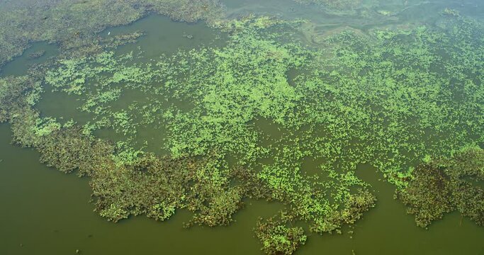 Aerial view of overgrown fishponds with water chestnut, Crna Mlaka