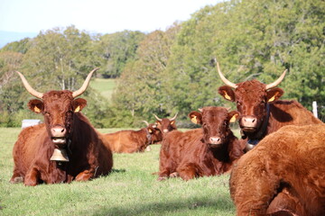 Les vaches de Salers
