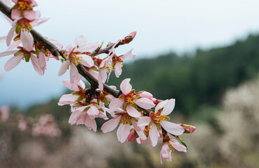 Close-up of the almond blossom. flowers in spring