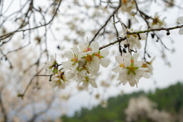 Close-up of the white almond blossom. flowers in spring