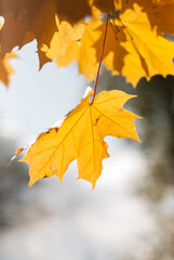 autumn maple leaves