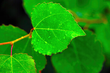 Beautiful young green leaves on a tree in the garden.