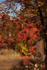 Naklejka premium leaves