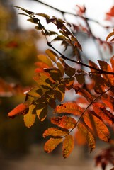 red autumn leaves