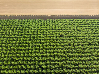 Top down photo from a forest