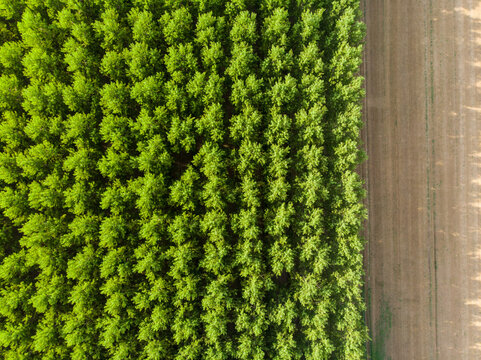 Top down photo from a poplar forest
