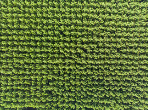 Top down photo from a forest