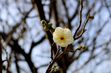 春の知らせ　梅の花　白梅　風景