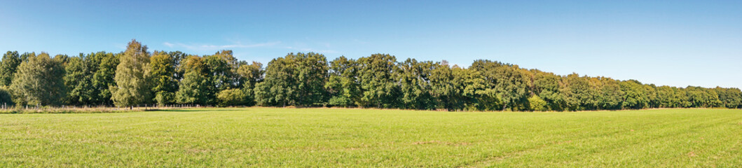 Weide im Sommer am Waldrand - Wiese mit Bäume Panorama