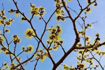 Fototapeta premium マンサクの花 冬 風景