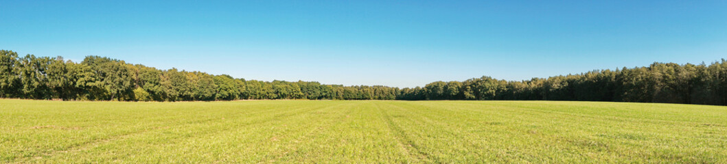 Weide im Sommer am Waldrand - Wiese mit Bäume Panorama