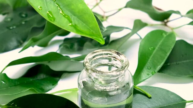 tea tree essential oil in small bottles. selective focus.