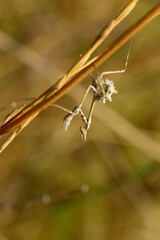 macro life