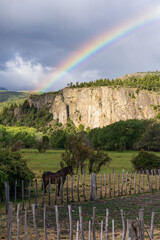 Stunning view of a horse in the field against rainbow in the mountains, Patagonia, Argentina