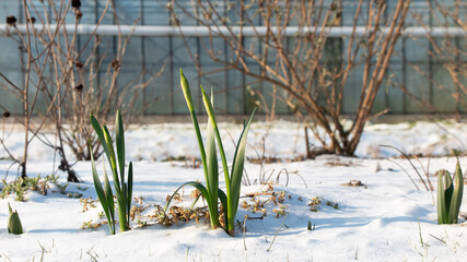 Daffodils in the snow await the coming bloom
