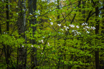 Dogwood tree in the forest