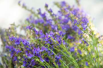 Small purple flowers in a bouquet on a white wall background Selective focus. The concept of summer flowers