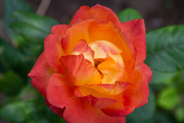 Fototapeta premium A large red and yellow rose close-up in a green garden. The concept of festive colors.