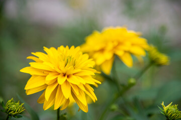 Yellow flowers in the garden close-up. The concept of summer
