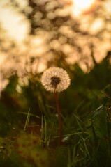 Bubble flower Dandelions in the field ready to be blown away, white flower on the green field with sunset in background