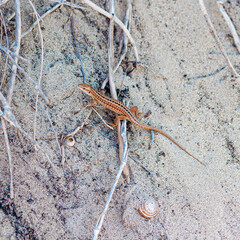 small lizard looking for food on the sand of Ostuni beach, Bari - Apulia