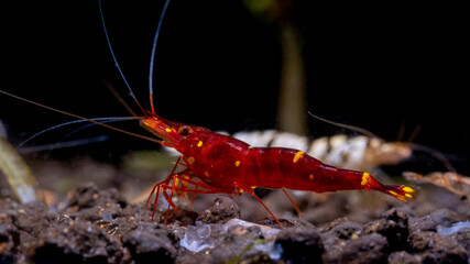 Yellow nose sulawesi red dwarf shrimp stay on aquatic soil in front of white tiger shrimp in freshwater aquarium tank.