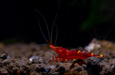 One type of yellow nose sulawesi red dwarf shrimp which has yellow spot on back stay with dark background in freshwater aquarium tank.