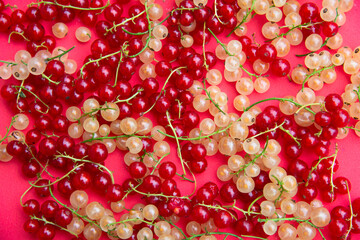 Red and white currant berries on a pink background.Berry red and white background. The concept of healthy berries