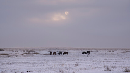 View of a winter field with grazing horses against the backdrop of a dim sun in the clouds. Winter countryside concept.