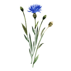 Watercolor illustration with twigs, leaves, buds and flowers of the cornflower plant
