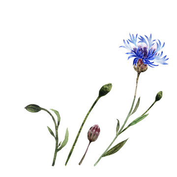 Watercolor illustration with twigs, leaves, buds and flowers of the cornflower plant
