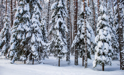 Spruce forest covered with fresh snow during winter Christmas on a sunny frosty day.