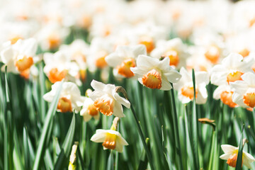 Obraz premium Close up of spring field with blooming narcissus background. Freshness springtime wallpaper with blossom flowers. Soft blur bokeh, photo with copy space