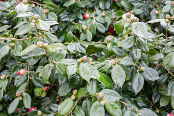 camellia plant with many buds about to flower