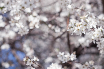 tender new spring twigs blooming tree plum cherry apple tree