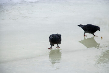 pigeons on ice