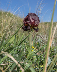 View of a single purple Iris flower in coastal plain kurkar sands at Arsuf cliffs nature reserve, located between Herzliya and Netanya, Israel.