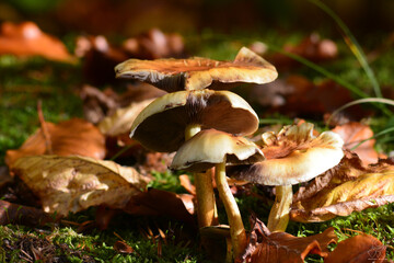 Fungi