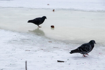 bird on the snow