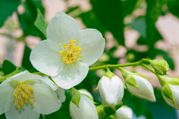 White jasmine The branch delicate spring flowers