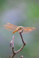 Desi dragonfly,  Indian Dragonfly