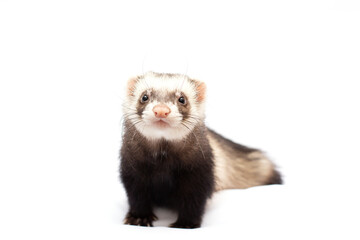Cute young ferret sits on a white background