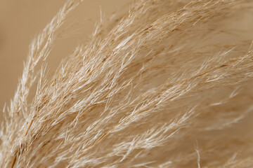 the texture of yellow dry grass in close-up. autumn background of yellow ears