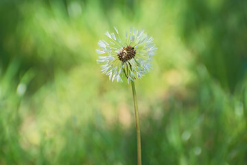 Closeup nature view of white  dandelion flower after rain