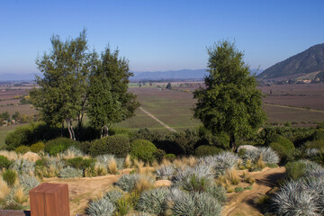 view to the vineyard