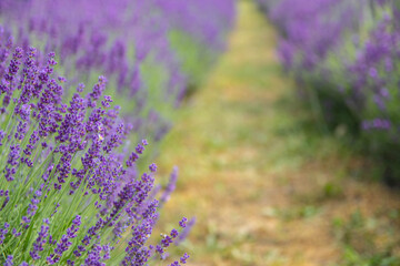 Obraz premium Lavender field in sunlight. Field of Lavender, Lavender officinalis. Beautiful image of lavender field. flower field, image for nat.